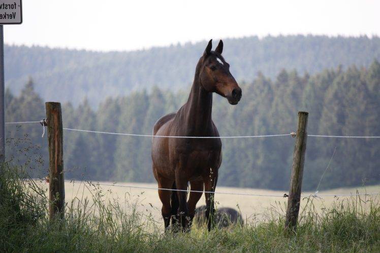 horse, Animals, Fence HD Wallpaper Desktop Background
