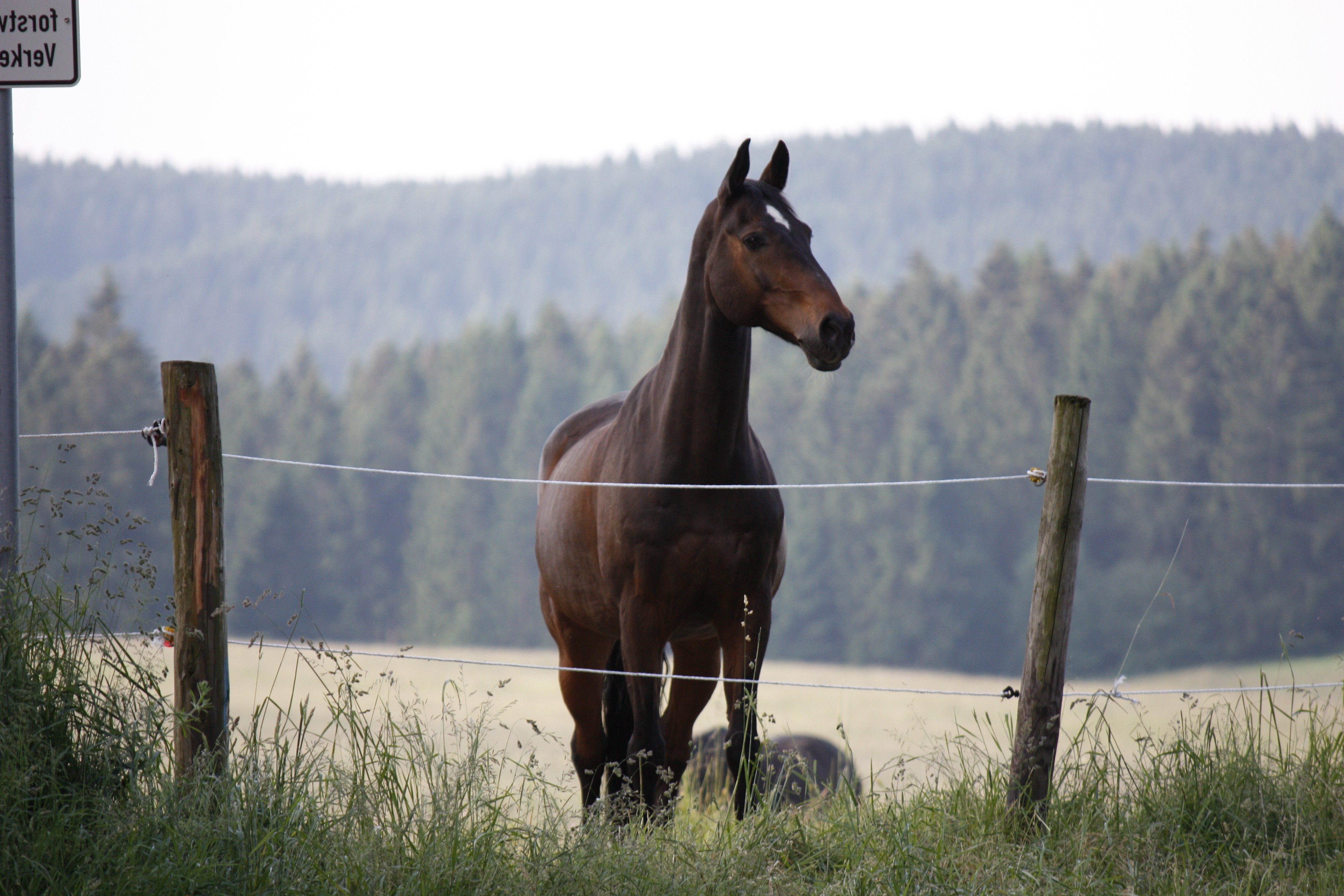 horse, Animals, Fence Wallpaper