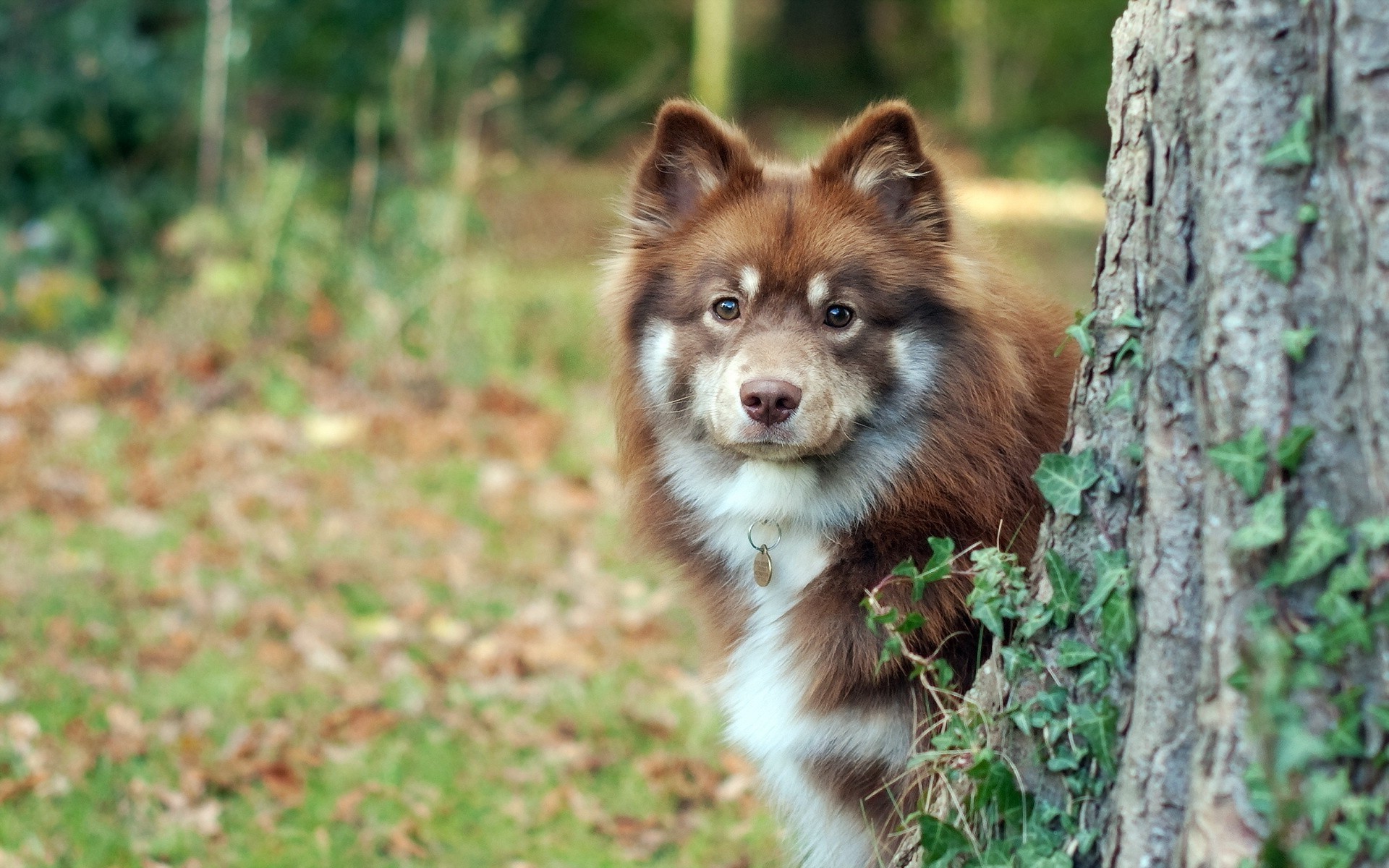 Australian Shepherd, Dog, Animals, Nature Wallpaper