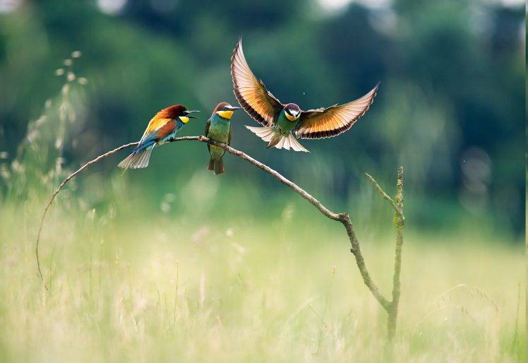 landscape, Nature, Birds, Bee eaters HD Wallpaper Desktop Background