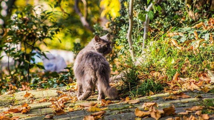 animals, Cat, Leaves, Nature HD Wallpaper Desktop Background