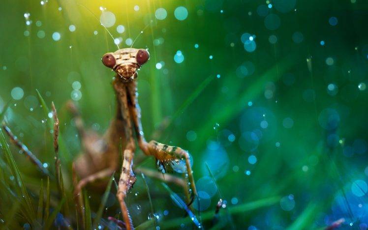 animals, Macro, Grass, Insect, Nature HD Wallpaper Desktop Background