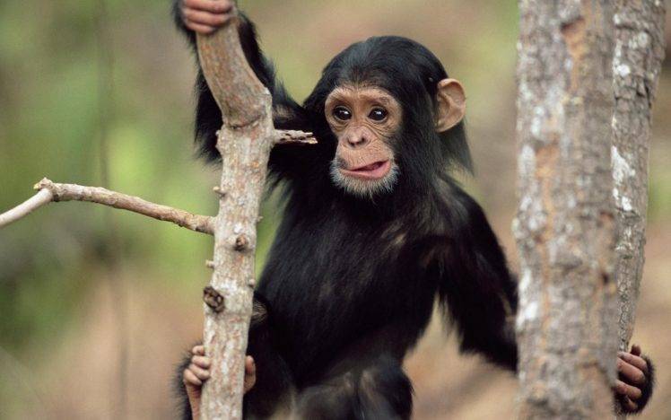 animals, Monkeys, Baby Animals, Chimpanzees HD Wallpaper Desktop Background