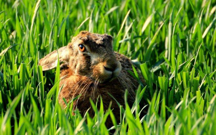 animals, Rabbits, Bunny Ears HD Wallpaper Desktop Background