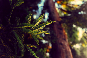 nature, Depth Of Field, Leaves, Pine Trees