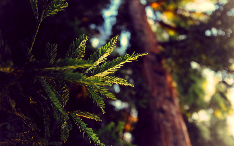 nature, Depth Of Field, Leaves, Pine Trees HD Wallpaper Desktop Background