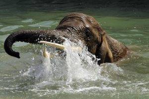 elephants, Animals, Water