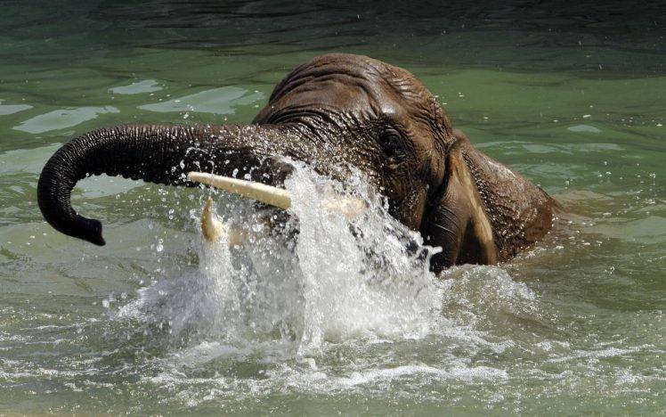 elephants, Animals, Water HD Wallpaper Desktop Background