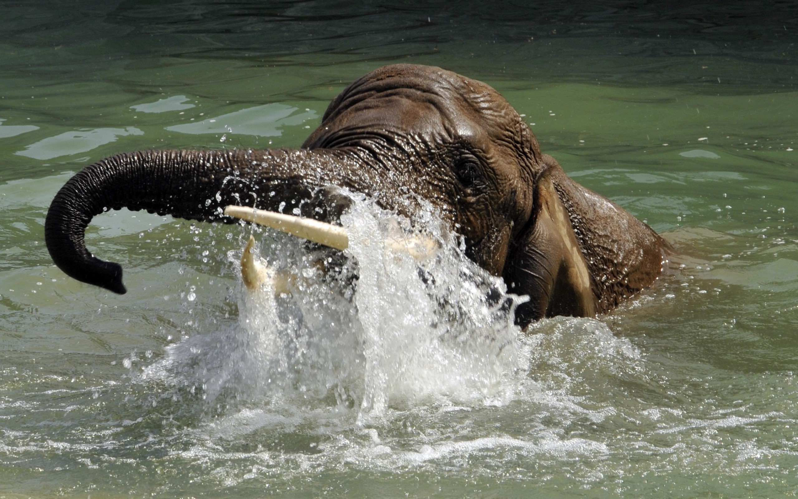 elephants, Animals, Water Wallpaper