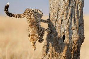 animals, Cheetahs