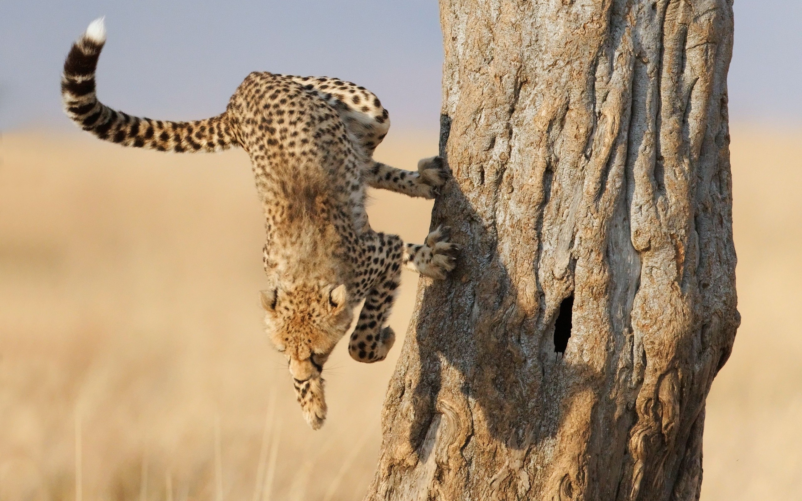 animals, Cheetahs Wallpaper