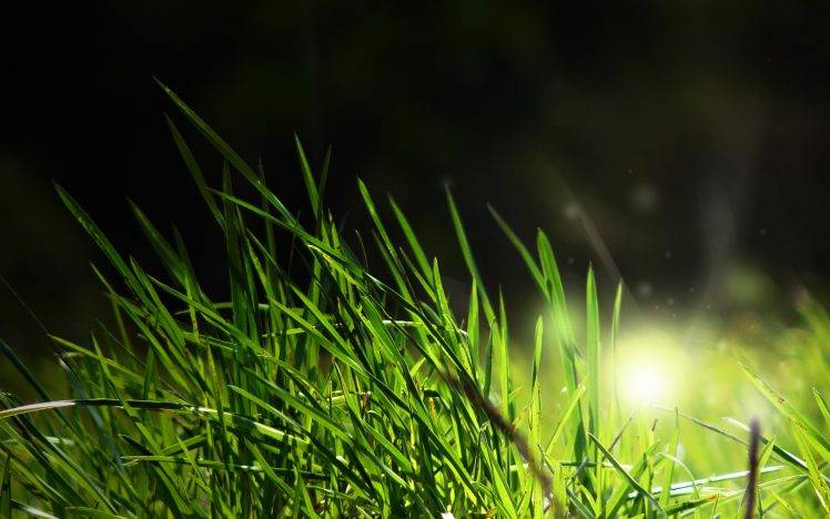 grass, Sunlight, Macro, Nature HD Wallpaper Desktop Background