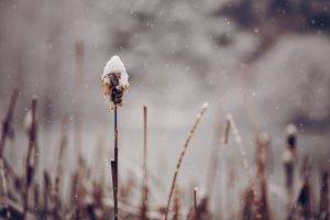 snow, Nature, Winter, Spikelets, Depth Of Field
