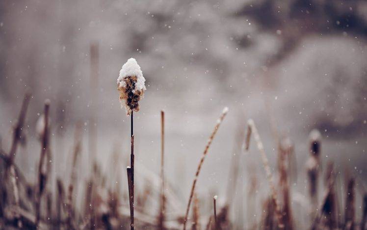 snow, Nature, Winter, Spikelets, Depth Of Field HD Wallpaper Desktop Background