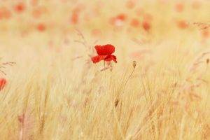 poppies, Red Flowers, Flowers, Nature