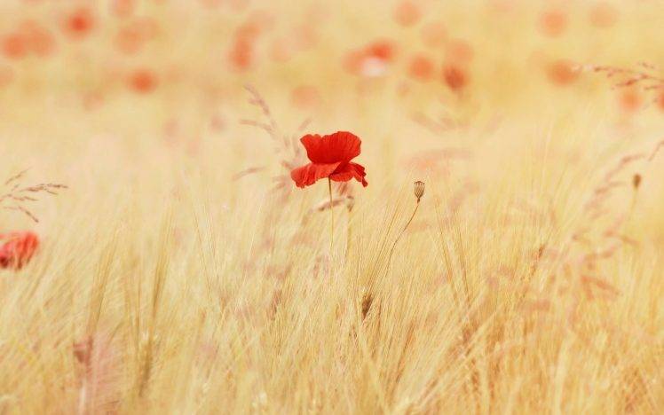 poppies, Red Flowers, Flowers, Nature HD Wallpaper Desktop Background