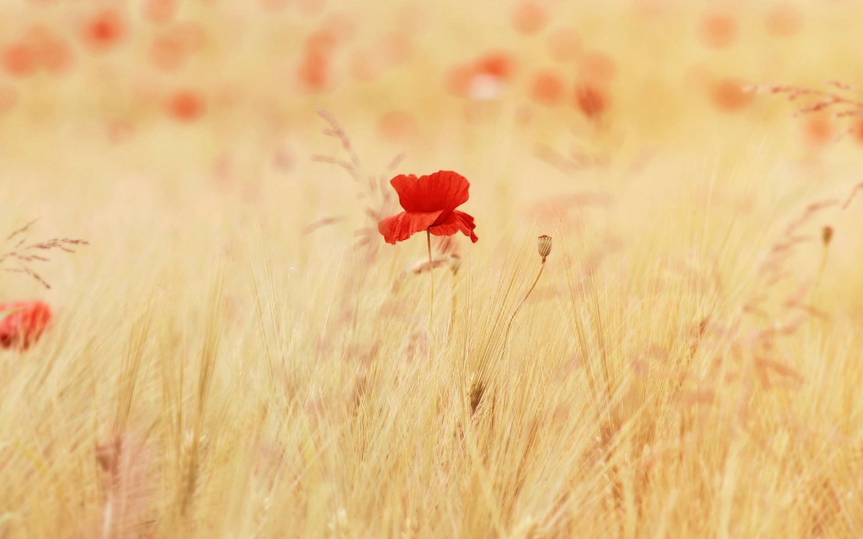 poppies, Red Flowers, Flowers, Nature Wallpaper
