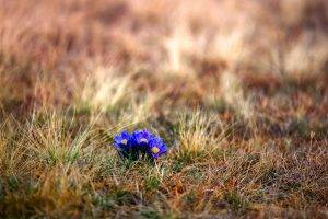 flowers, Grass, Nature, Blue Flowers