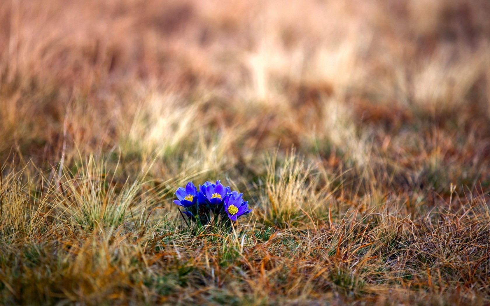flowers, Grass, Nature, Blue Flowers Wallpaper