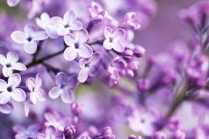 flowers, Purple, Blurred, Lilac, Purple Flowers