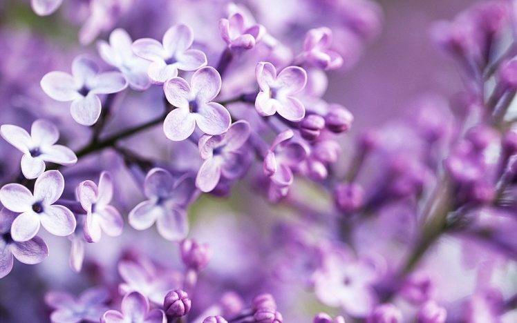 flowers, Purple, Blurred, Lilac, Purple Flowers Wallpapers HD / Desktop ...