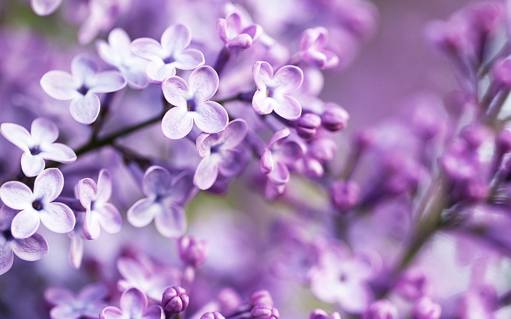 flowers, Purple, Blurred, Lilac, Purple Flowers Wallpapers ...