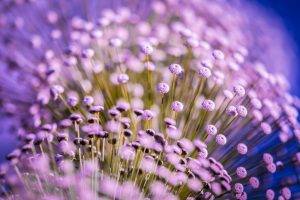 flowers, Macro, Purple Flowers