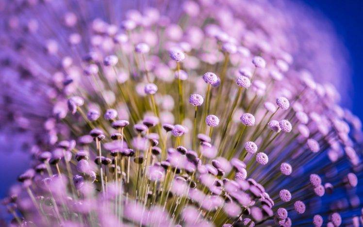 flowers, Macro, Purple Flowers HD Wallpaper Desktop Background