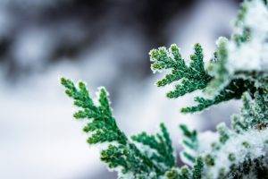 macro, Leaves, Frost, Depth Of Field, Nature