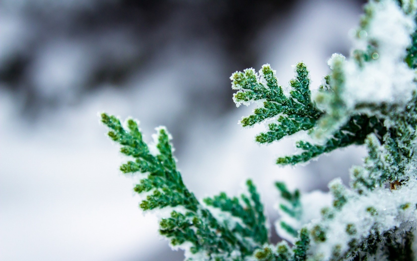 macro, Leaves, Frost, Depth Of Field, Nature Wallpaper