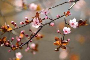 nature, Branch, Flowers, Pink Flowers, Twigs