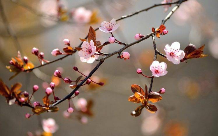 nature, Branch, Flowers, Pink Flowers, Twigs HD Wallpaper Desktop Background