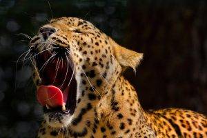 animals, Leopard, Open Mouth, Yawning