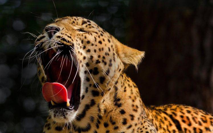 animals, Leopard, Open Mouth, Yawning HD Wallpaper Desktop Background