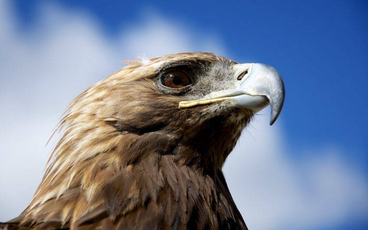 nature, Animals, Birds, Eagle, Golden Eagles, Closeup HD Wallpaper Desktop Background