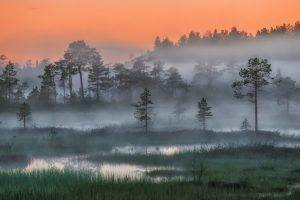 nature, Landscape, Russia, Forest, Mist, Trees, Sunset, Night, Arctic, Wetland
