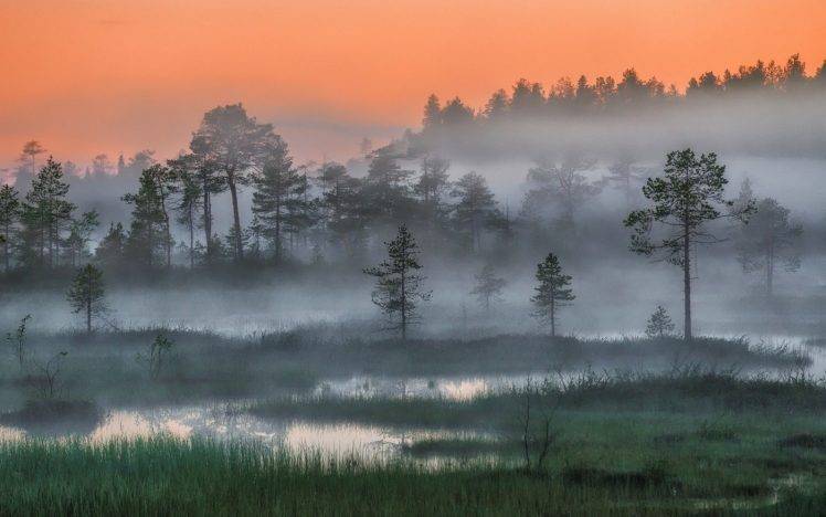 nature, Landscape, Russia, Forest, Mist, Trees, Sunset, Night, Arctic, Wetland HD Wallpaper Desktop Background