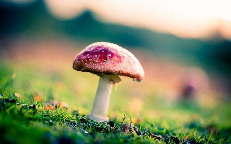 mushroom, Nature HD Wallpaper Desktop Background