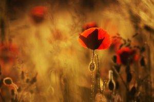 nature, Flowers, Poppies, Red Flowers