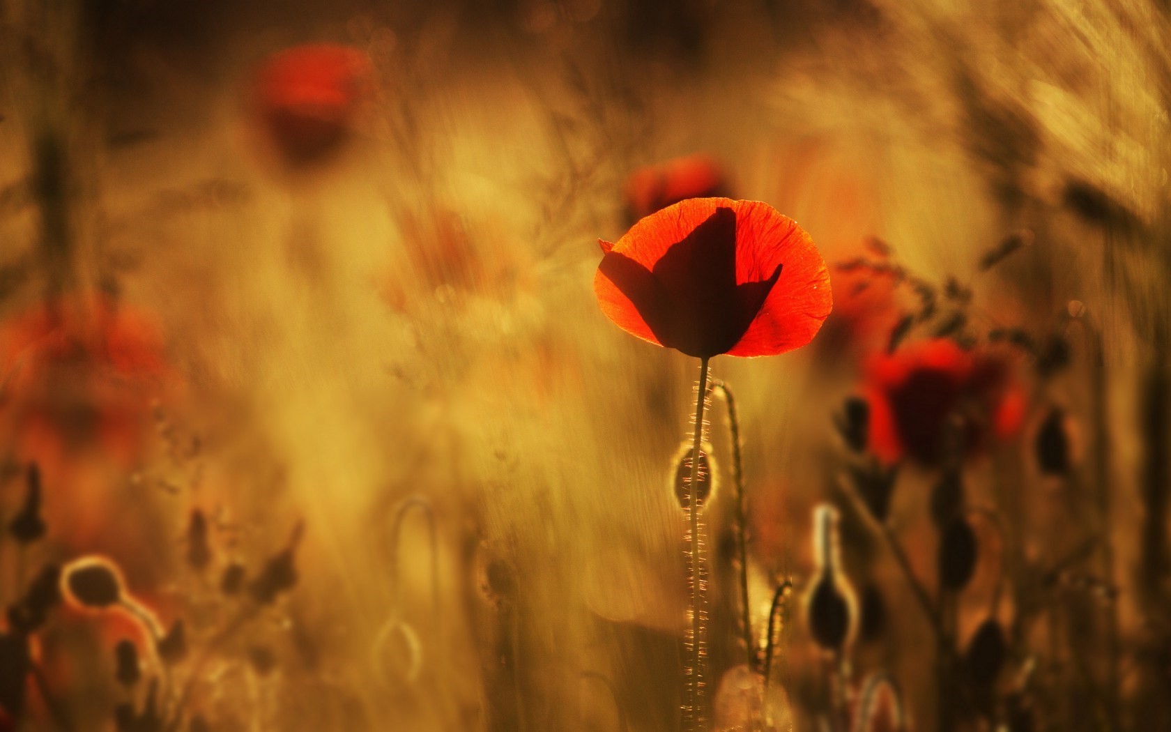 nature, Flowers, Poppies, Red Flowers Wallpaper
