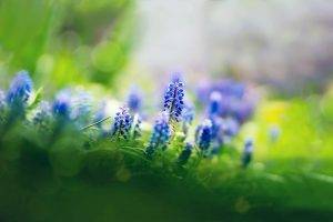 nature, Flowers, Muscari, Depth Of Field, Blue Flowers