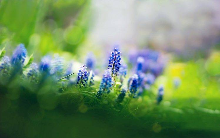 nature, Flowers, Muscari, Depth Of Field, Blue Flowers HD Wallpaper Desktop Background