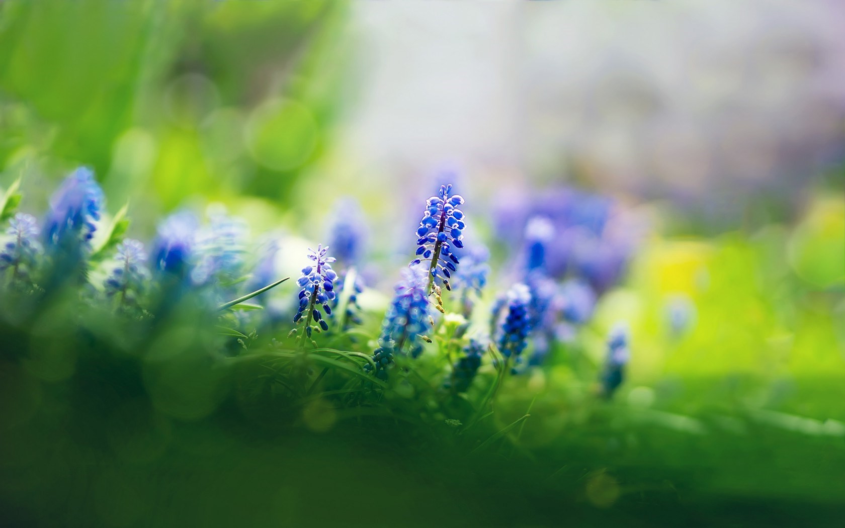 nature, Flowers, Muscari, Depth Of Field, Blue Flowers Wallpaper