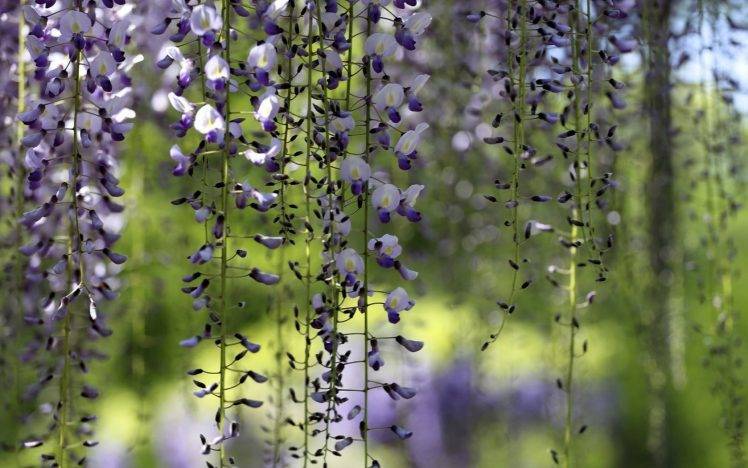 nature, Flowers, Purple Flowers HD Wallpaper Desktop Background