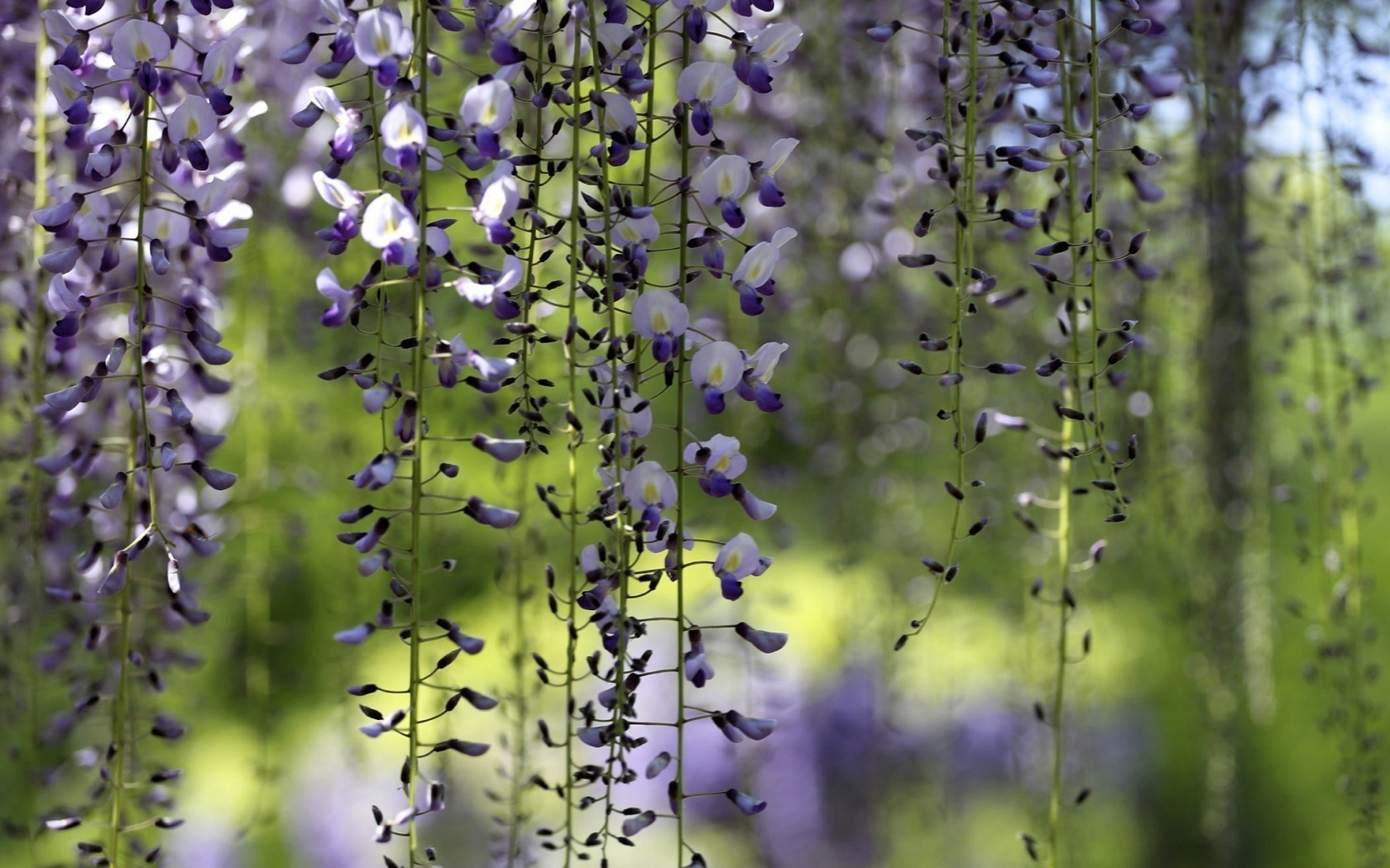 nature, Flowers, Purple Flowers Wallpaper
