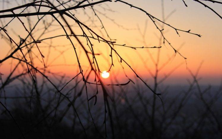 nature, Sunset, Twigs HD Wallpaper Desktop Background