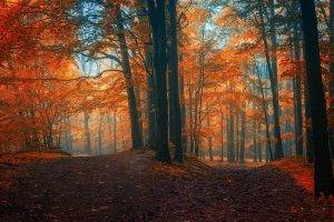 landscape, Nature, Fall, Path, Forest, Crossroads, Leaves, Trees, Mist, Colorful
