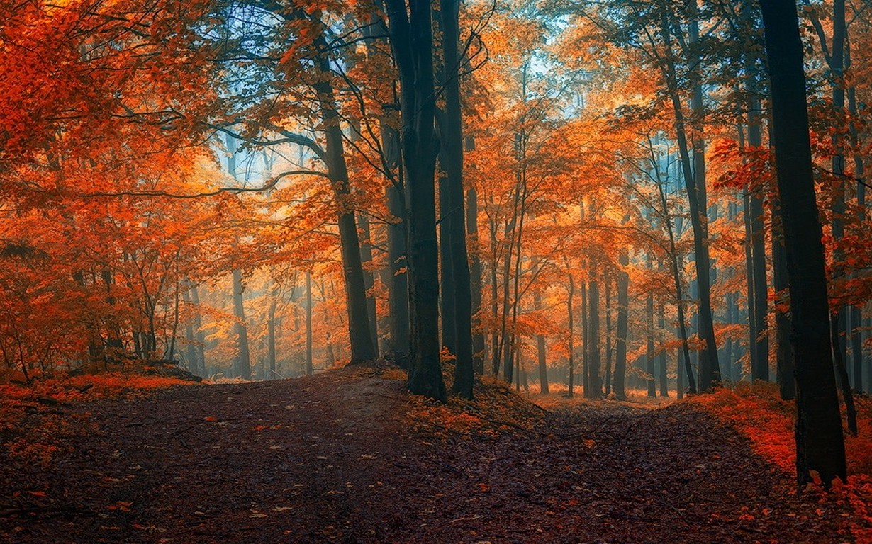 landscape, Nature, Fall, Path, Forest, Crossroads, Leaves, Trees, Mist, Colorful Wallpaper
