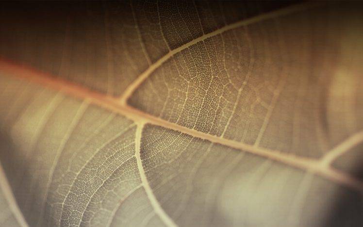 nature, Leaves, Plants, Macro HD Wallpaper Desktop Background