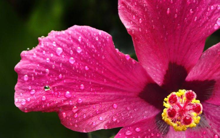 nature, Flowers, Hibiscus, Pink Flowers HD Wallpaper Desktop Background